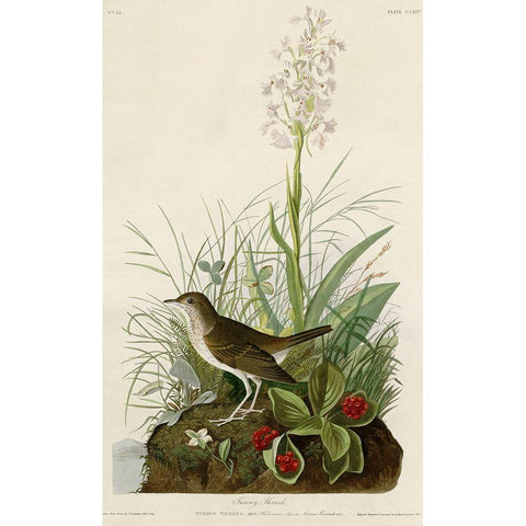 Tawny Thrush Gold Ornate Wood Framed Art Print with Double Matting by Vintage Apple Collection