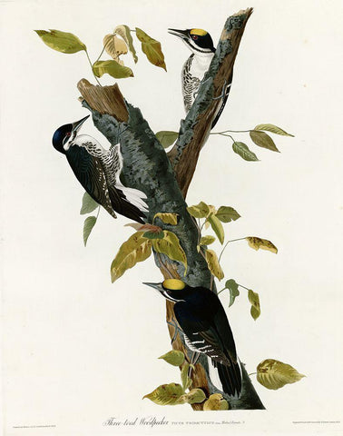 Three Toed Woodpecker White Modern Wood Framed Art Print with Double Matting by Vintage Apple Collection