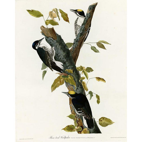 Three Toed Woodpecker Black Modern Wood Framed Art Print with Double Matting by Vintage Apple Collection