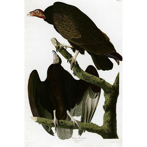 Turkey Buzzard Black Modern Wood Framed Art Print with Double Matting by Vintage Apple Collection