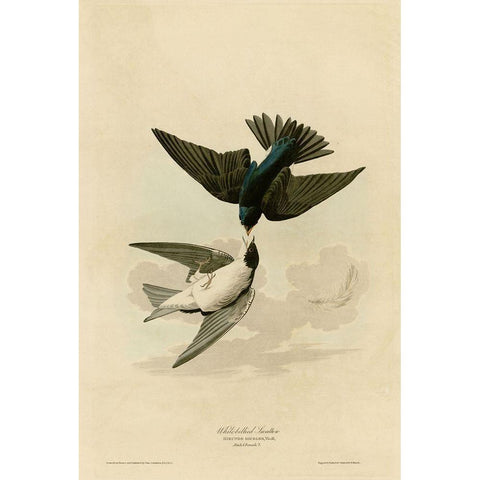 White Bellied Swallow White Modern Wood Framed Art Print by Vintage Apple Collection