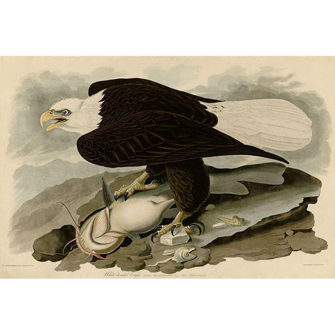 White Headed Eagle Black Modern Wood Framed Art Print with Double Matting by Vintage Apple Collection