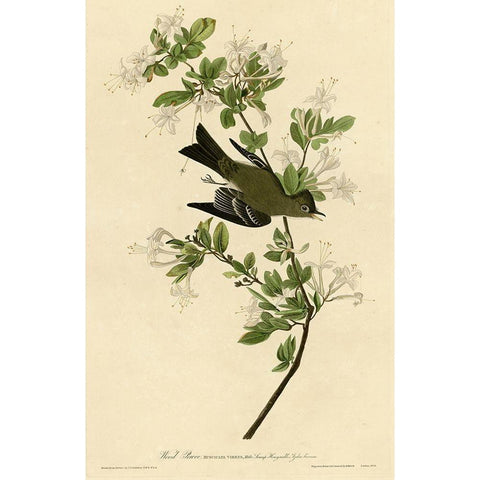 Wood Pewee Black Modern Wood Framed Art Print with Double Matting by Vintage Apple Collection