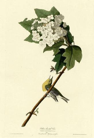 Yellow Throated Vireo White Modern Wood Framed Art Print with Double Matting by Vintage Apple Collection