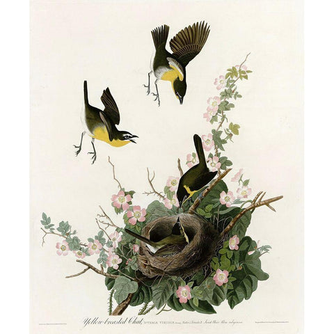 Yellowbreasted Chat Black Modern Wood Framed Art Print with Double Matting by Vintage Apple Collection