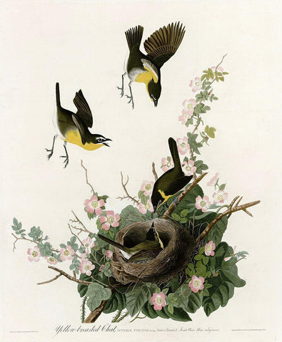 Yellowbreasted Chat Black Ornate Wood Framed Art Print with Double Matting by Vintage Apple Collection