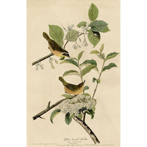 Yellowbreasted Warbler Black Modern Wood Framed Art Print with Double Matting by Vintage Apple Collection