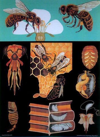 Bee Black Ornate Wood Framed Art Print with Double Matting by Vintage Apple Collection