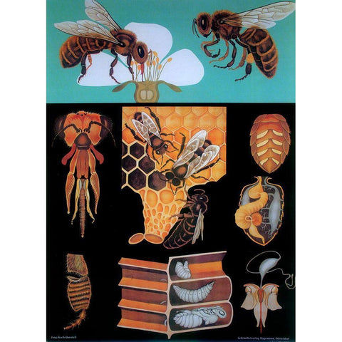 Bee Black Modern Wood Framed Art Print by Vintage Apple Collection