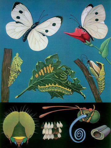 Bfly White Modern Wood Framed Art Print with Double Matting by Vintage Apple Collection