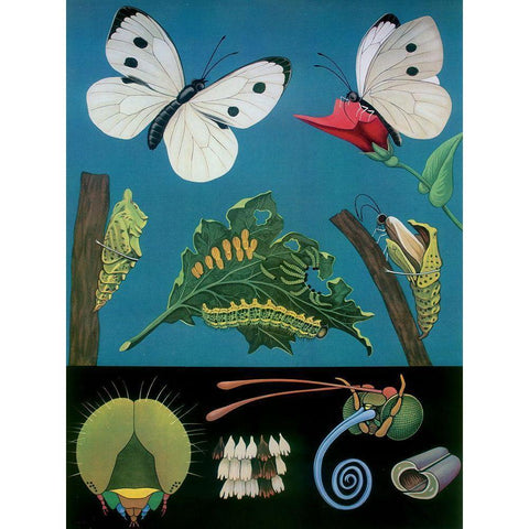 Bfly White Modern Wood Framed Art Print by Vintage Apple Collection