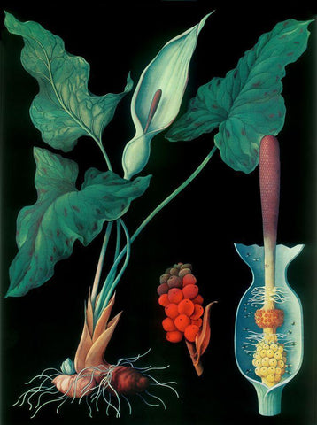 Arum Black Modern Wood Framed Art Print by Vintage Apple Collection