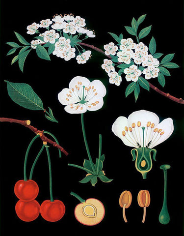 Cherry Tree Black Modern Wood Framed Art Print by Vintage Apple Collection