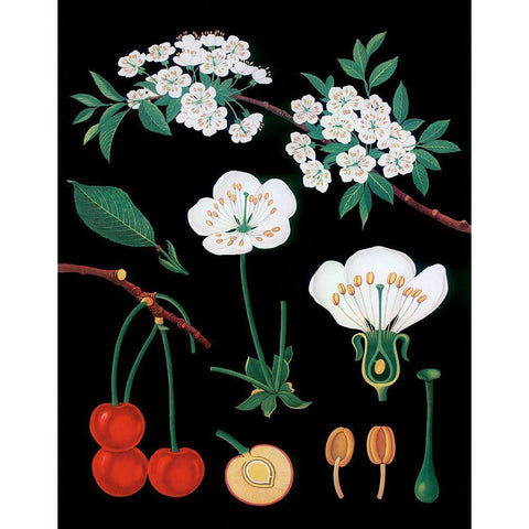 Cherry Tree White Modern Wood Framed Art Print by Vintage Apple Collection