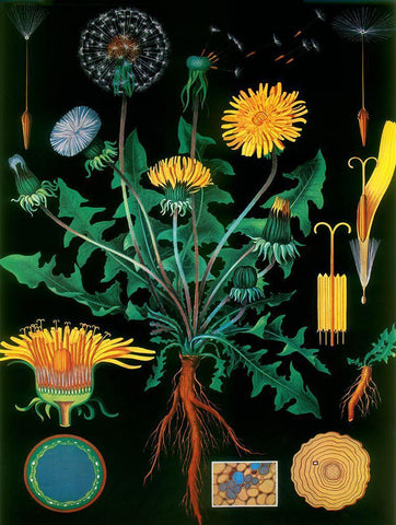 Dandelion Black Ornate Wood Framed Art Print with Double Matting by Vintage Apple Collection