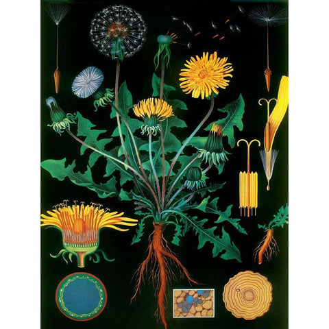 Dandelion Black Modern Wood Framed Art Print by Vintage Apple Collection