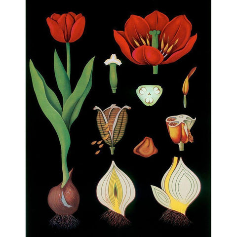Garden Tulip Gold Ornate Wood Framed Art Print with Double Matting by Vintage Apple Collection