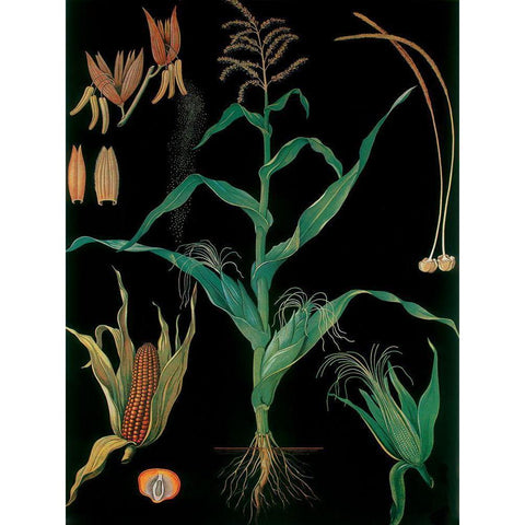 Maize Black Modern Wood Framed Art Print by Vintage Apple Collection