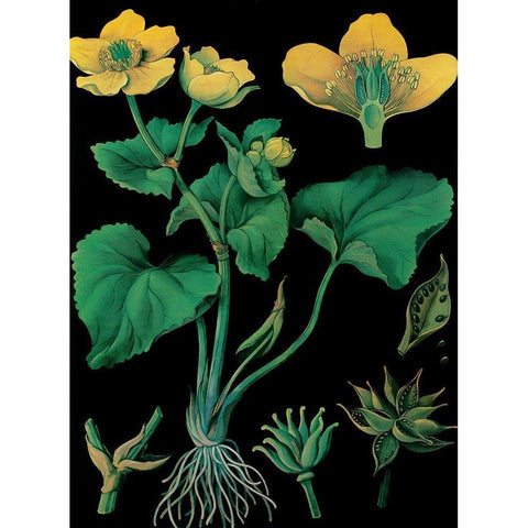 Marsh Marigold Black Modern Wood Framed Art Print with Double Matting by Vintage Apple Collection