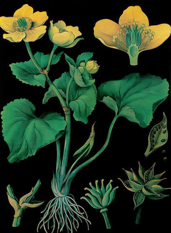 Marsh Marigold Black Modern Wood Framed Art Print by Vintage Apple Collection