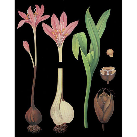 Meadow Saffron Black Modern Wood Framed Art Print with Double Matting by Vintage Apple Collection