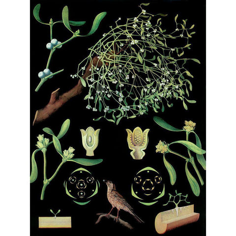 Mistletoe White Modern Wood Framed Art Print by Vintage Apple Collection