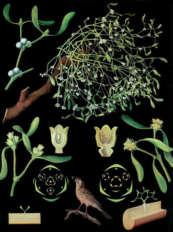 Mistletoe Black Ornate Wood Framed Art Print with Double Matting by Vintage Apple Collection