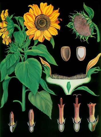 Sunflower White Modern Wood Framed Art Print with Double Matting by Vintage Apple Collection