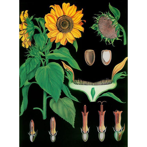 Sunflower Black Modern Wood Framed Art Print by Vintage Apple Collection
