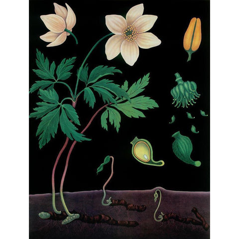 Windflower Black Modern Wood Framed Art Print with Double Matting by Vintage Apple Collection