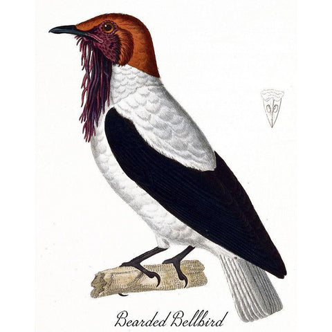 Bearded Bellbird White Modern Wood Framed Art Print by Vintage Apple Collection