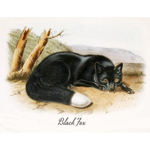 Black Fox Black Modern Wood Framed Art Print with Double Matting by Vintage Apple Collection