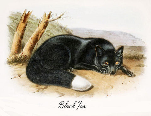 Black Fox White Modern Wood Framed Art Print with Double Matting by Vintage Apple Collection
