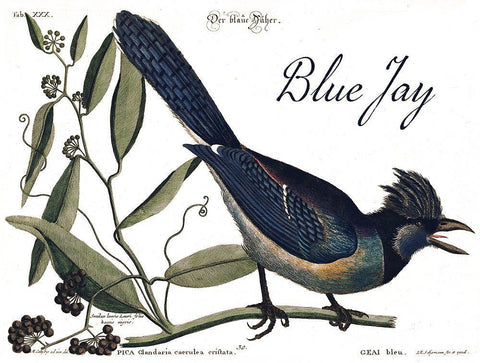 Blue Jay Black Ornate Wood Framed Art Print with Double Matting by Vintage Apple Collection