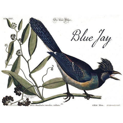 Blue Jay White Modern Wood Framed Art Print by Vintage Apple Collection