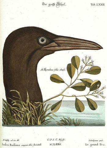 Booby Bird Black Ornate Wood Framed Art Print with Double Matting by Vintage Apple Collection