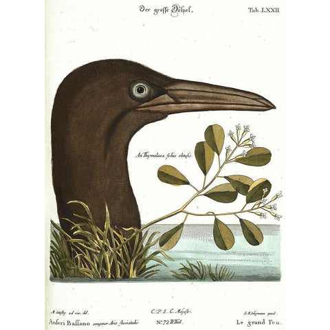 Booby Bird White Modern Wood Framed Art Print by Vintage Apple Collection