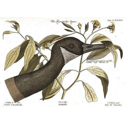 Canadian Goose Black Modern Wood Framed Art Print by Vintage Apple Collection