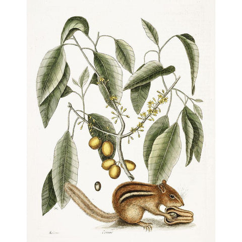 Chipmunk Black Modern Wood Framed Art Print with Double Matting by Vintage Apple Collection