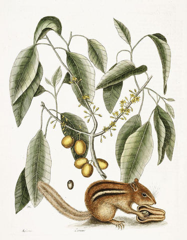 Chipmunk Black Ornate Wood Framed Art Print with Double Matting by Vintage Apple Collection