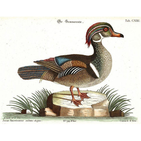 Duck Black Modern Wood Framed Art Print with Double Matting by Vintage Apple Collection