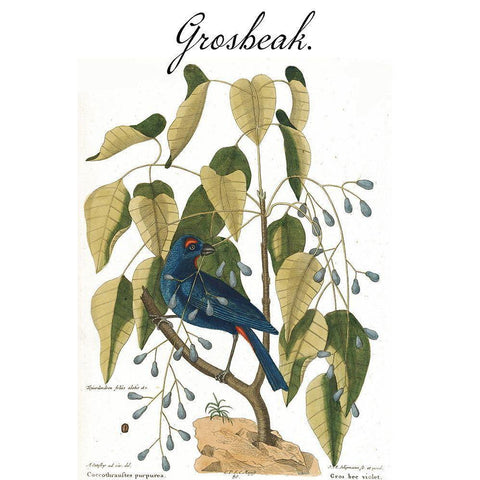 Grosbeak Gold Ornate Wood Framed Art Print with Double Matting by Vintage Apple Collection