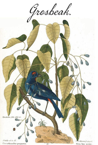 Grosbeak White Modern Wood Framed Art Print with Double Matting by Vintage Apple Collection