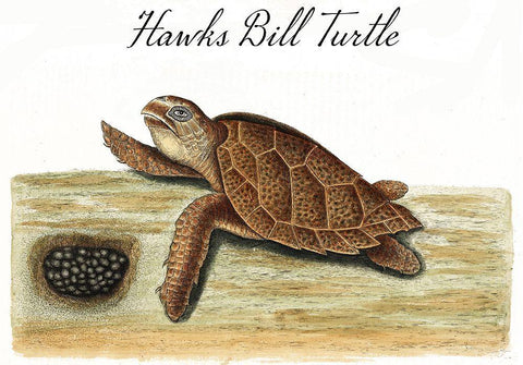 Hawks Bill Turtle White Modern Wood Framed Art Print with Double Matting by Vintage Apple Collection