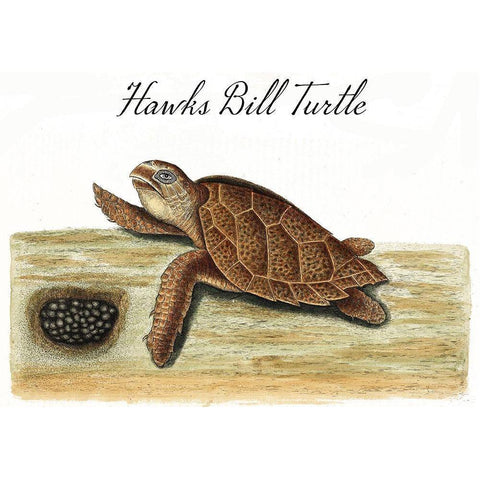 Hawks Bill Turtle Gold Ornate Wood Framed Art Print with Double Matting by Vintage Apple Collection