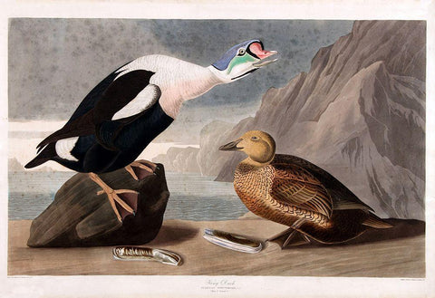 King Duck Black Ornate Wood Framed Art Print with Double Matting by Vintage Apple Collection