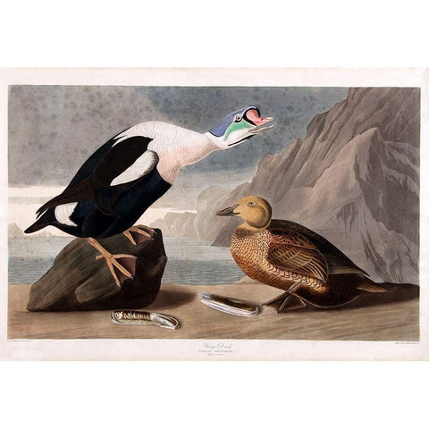 King Duck Black Modern Wood Framed Art Print by Vintage Apple Collection