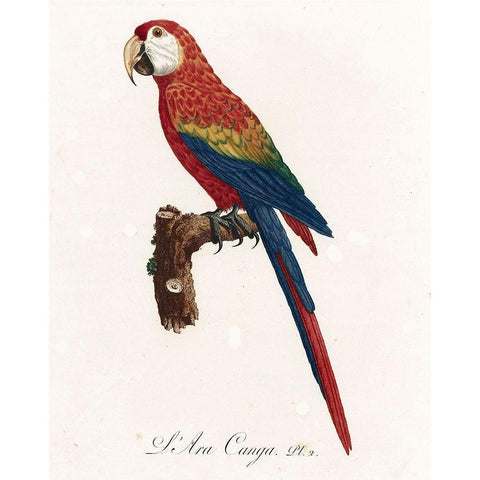 Mccaw Jacques Barraband Black Modern Wood Framed Art Print by Vintage Apple Collection