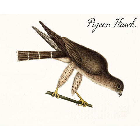 Pigeon Hawk Gold Ornate Wood Framed Art Print with Double Matting by Vintage Apple Collection