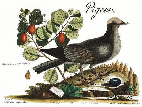 Pigeon White Modern Wood Framed Art Print with Double Matting by Vintage Apple Collection